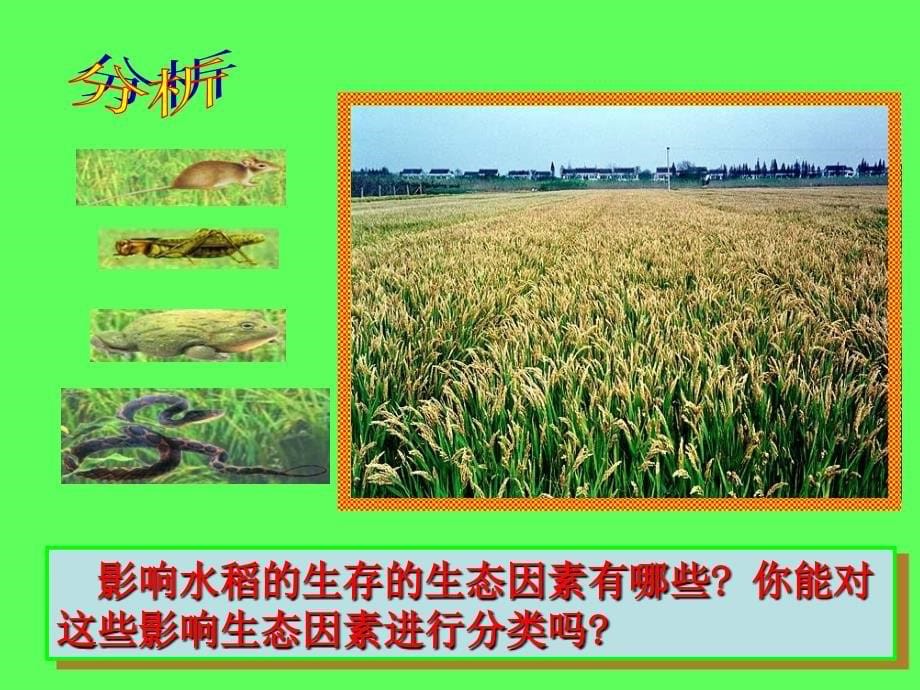 第一节生物与环境的关系ppt通用课件_第5页